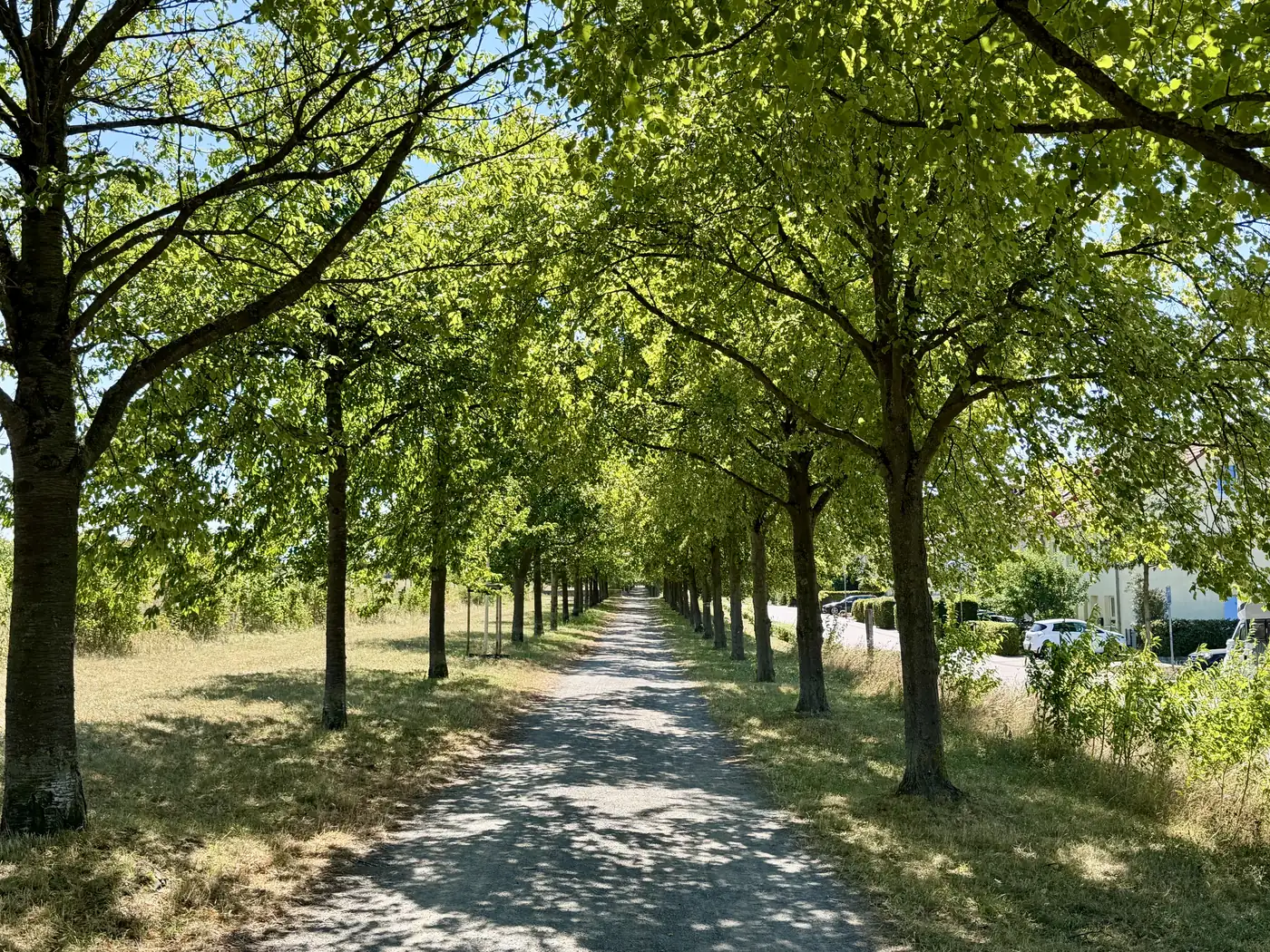 Baumallee mit Feldweg am Kronsberg in Hannover-Bemerode