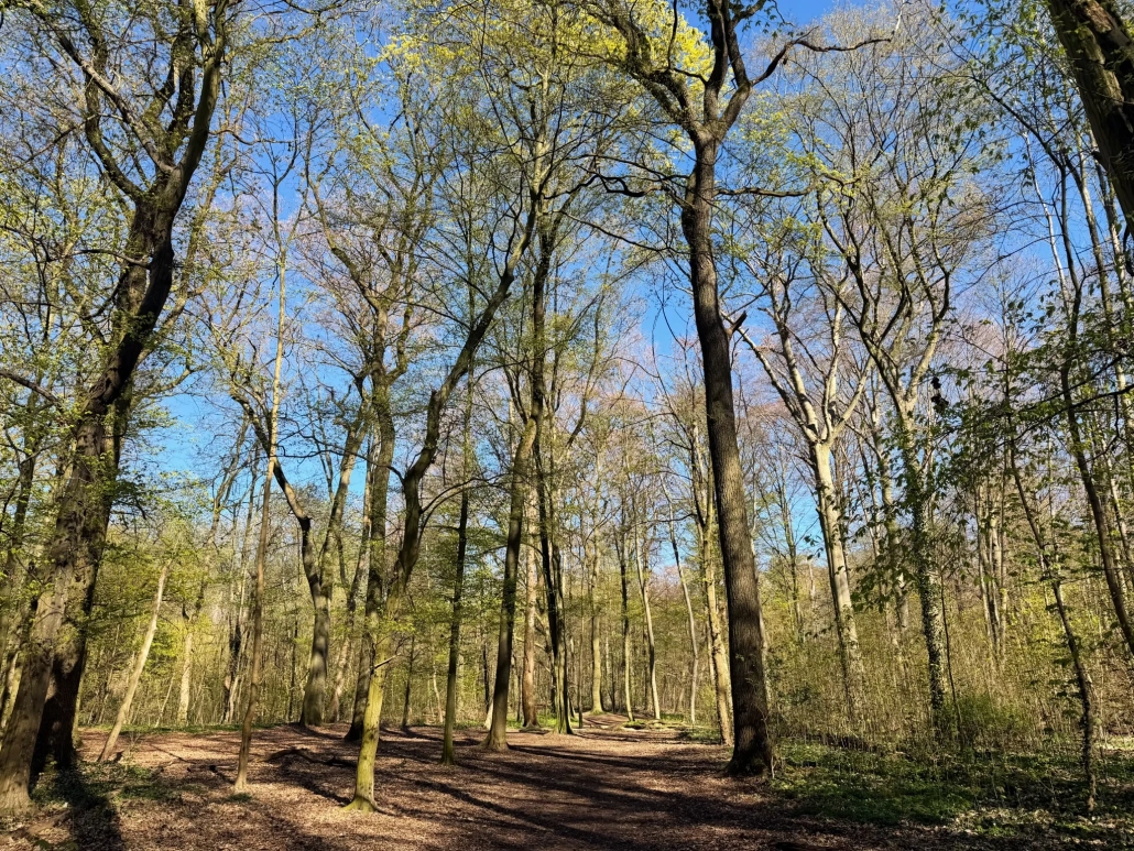 Waldweg in der Eilenriede nahe Hannover-List