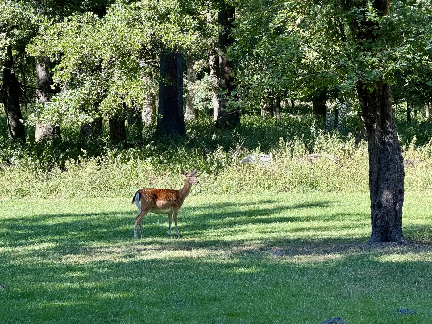 Damwild auf einer Wiese im Tiergarten Hannover-Kirchrode