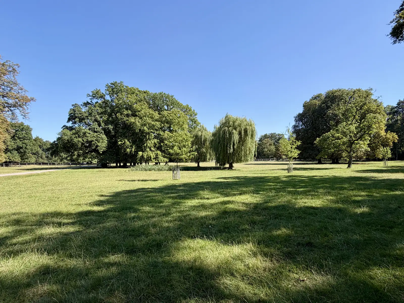 Parkwiese mit altem Baumbestand im Tiergarten Hannover-Kirchrode